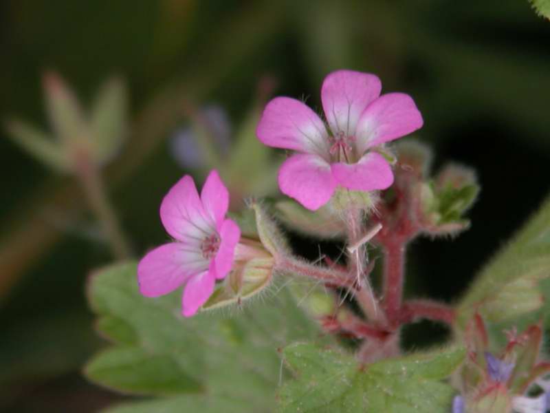 Geranium rotundifolium / Geranio malvaccino